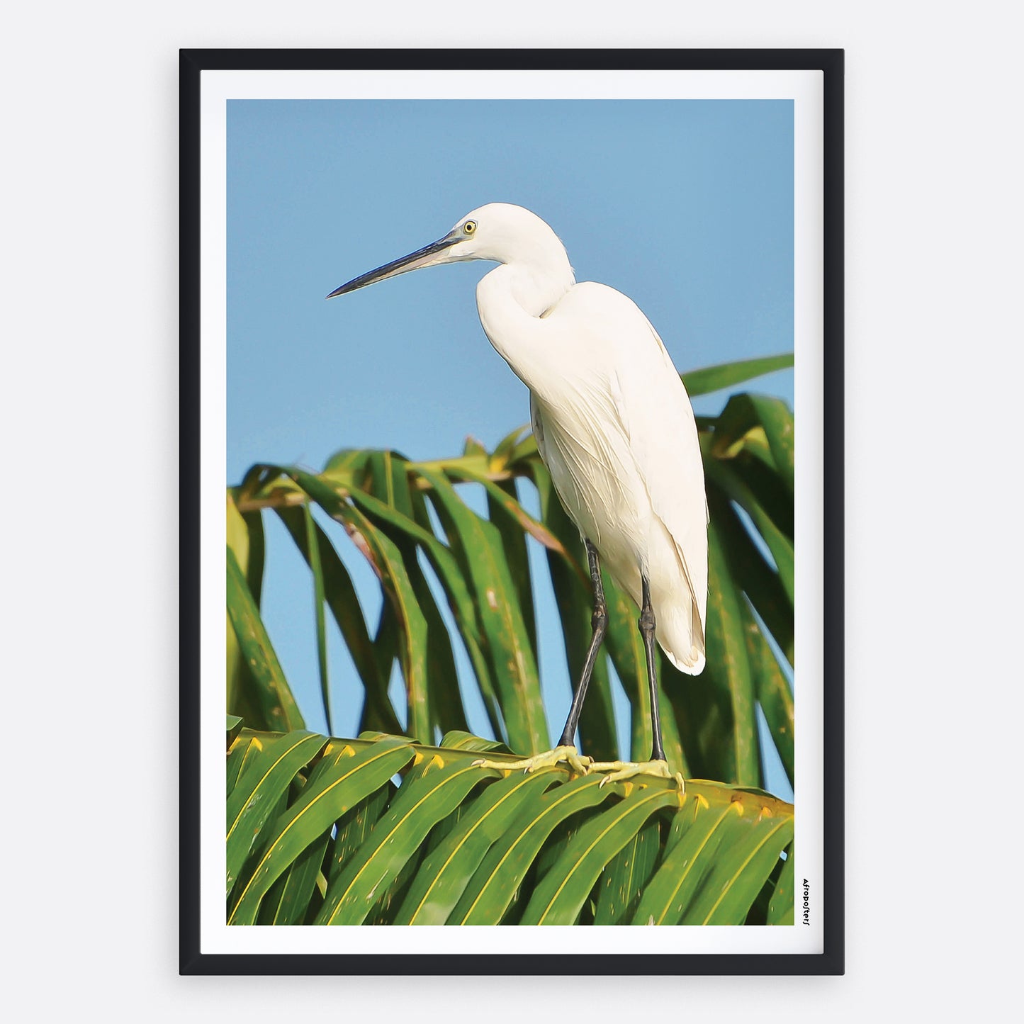 Aigrette Garzette
