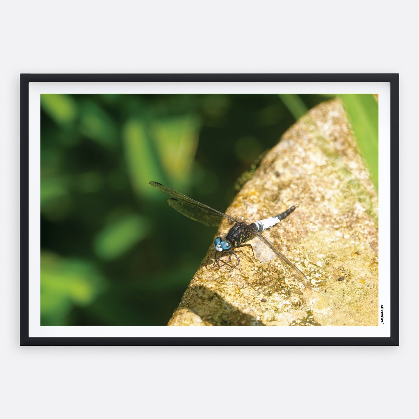 Libellule bleue