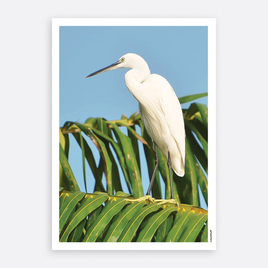 Aigrette Garzette